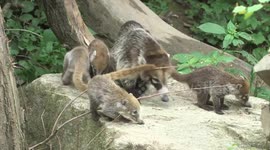 Blind and deaf coati cubs play together in Austria