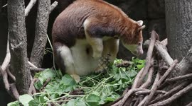 Baby kangaroo charms visitors at the Bronx Zoo in New York