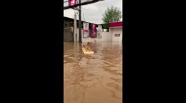 Pet dogs surf through street flooded by typhoon