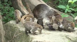 Vienna zoo shows off adorable white-nosed coati kittens