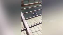 Local backstrokes through flood amid Typhoon Gaemi