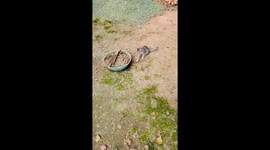 Cat plays tenderly with rat... surprising onlookers who thought they would fight
