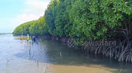 Indonesian conservationists plant 1,000 seedlings to mark World Mangrove Day