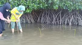 World Mangrove Day 2024, people plant 1000 mangrove seedlings to maintain ecological continuity and protect the aquatic ecosystem between sea, coast and land