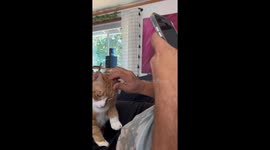 Orange Cat Gives High Five