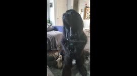 Newfoundland can't stop drooling in excitement for his food