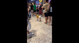 Diapered Goat On A Leash