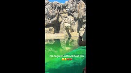 TikTok user calls for improved conditions for polar bear at Brookfield Zoo