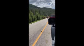 Caught In Montana Cattle Drive