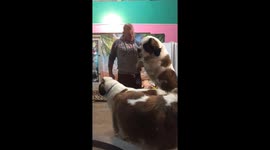 No Such Thing as Too Much Love... or Dogs