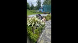 Mischievous 9-month-old Goldendoodle is obsessed with annoying her human dad