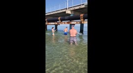 Dolphin swims near beachgoers in Dzhemete, Anapa