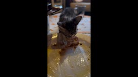 Kitten steals chicken from table and runs away in İstanbul, Türkiye