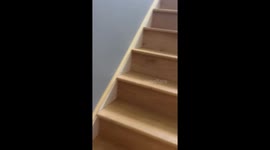 Talking dog rushes upstairs with excited chatter every day
