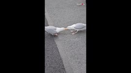 Defiant seagull's grip on opponent's beak is the definition of POWER