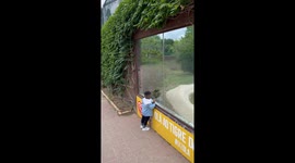 Toddler has surprisingly fearless reaction to seeing a tiger up-close for the 1st time