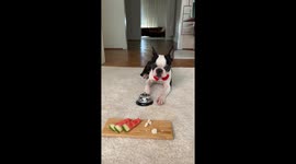 Dog rings bell for food, refuses watermelon in Italy