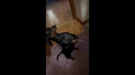 Dachshund dances on hind legs in Almaty video
