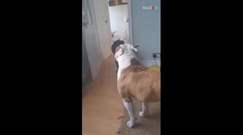Eager dogs overflow with joy when dad arrives home