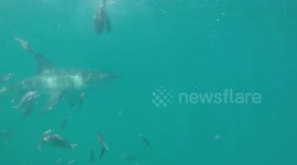 Interaction between two great white sharks
