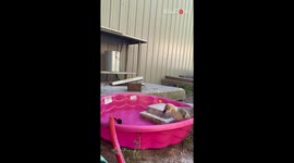 Geese sisters hilariously avoid water during their swim lesson