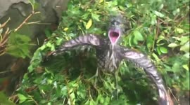 Bird rescued during typhoon Gaemi in Taipei, Taiwan