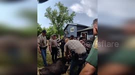 United States: Jeffco Sheriff's Team Rescues 600lb Moose Roaming South Jeffco