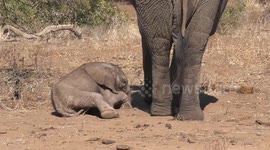 Day old baby elephant learns to walk on its new wobbly legs
