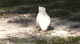 Cockatoos really know how to entertain themselves – enjoy this Little Corella playing.