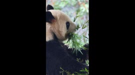 Panda Maozhu celebrates 10th birthday in China's Yunnan