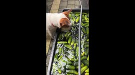 Dog picks cucumbers from water at Bazaar in Kraków, Poland