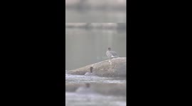 Rare ducks spotted at China's Changbai Mountain