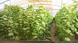 Cool greenhouses in desert in Kuwait