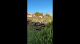 Seagull takes advantage of a leftover meal at Toby Carvery near Blackpool