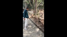 Tourist exchanges bows with deer at Nara Park, Japan