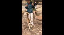 Visitors share fun moments with deer at Nara Park, Japan