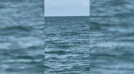 WATCH: Shark spotted off the coast of Devon