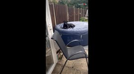 Possessive puppy's fondness for socks is in a league of its own