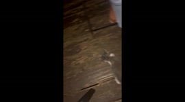 Stray kitty chooses its new home by trusting the universal cat distribution system