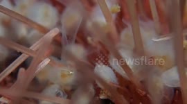 Researchers find new clam species in South Africa