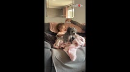 Toddler enchanted by grandparents' cuddly dog during family visit *Heartwarming*