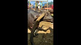Long horns are an expensive decoration for buffalo in Indonesia