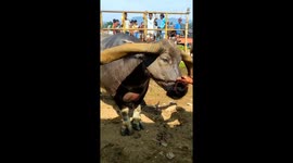 Long horns are an expensive decoration for buffalo in Indonesia