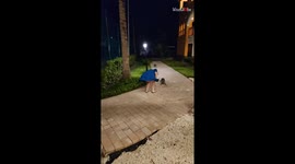 Man films wife's comical interaction with confused raccoons