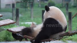 China: A Giant Panda Plays at Chongqing Zoo in Chongqing