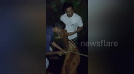 Social organisation rescued two cows fell into the drain in Madhya Pradesh, Central India