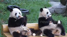 China: Giant pandas Yu Ke and Yu Ai eat at Chongqing Zoo in Chongqing