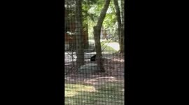 Bear Cub Plays On Hammock With Mom Nearby