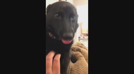 Itsy the Smiley Dog