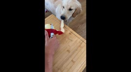 Golden Retriever Garbage Disposal System